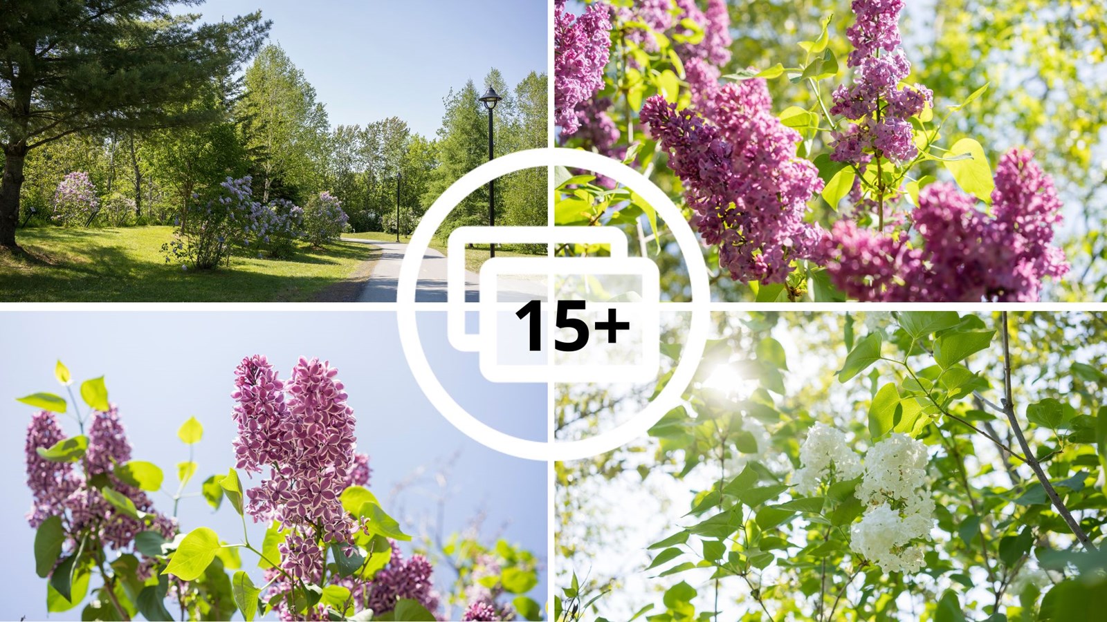 Les lilas sont en fleurs!