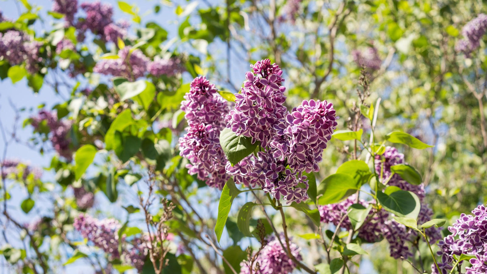 Appel de photos: la fleuraison en Beauce