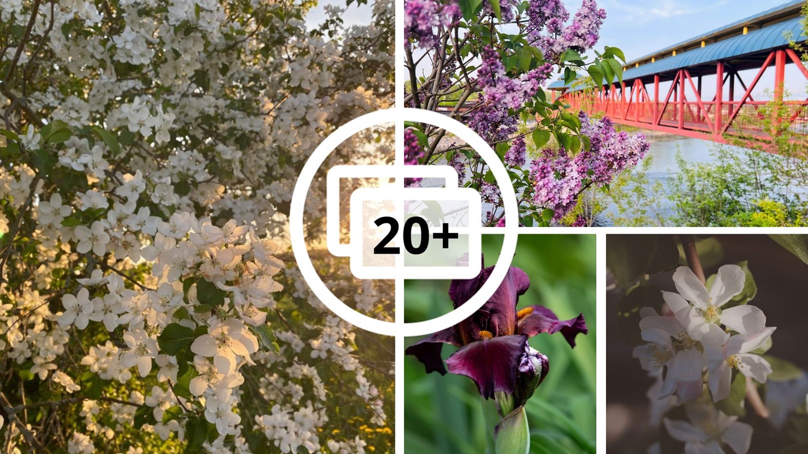 Galerie 1: la fleuraison en Beauce