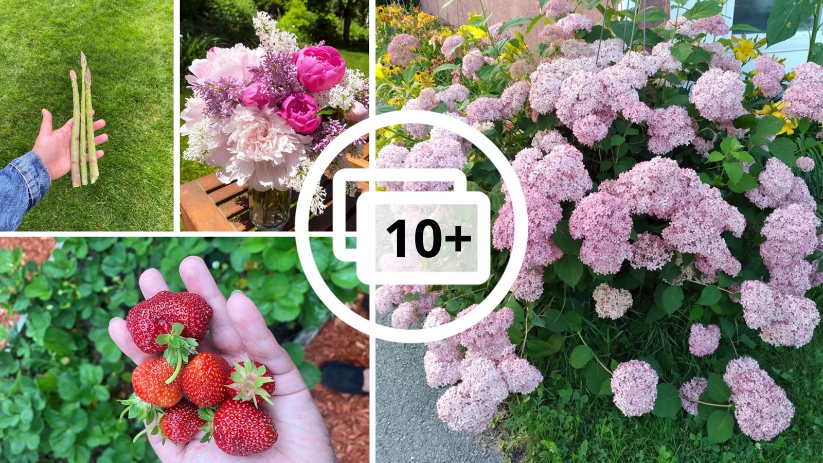 Galerie 1: vos jardins et vos fleurs