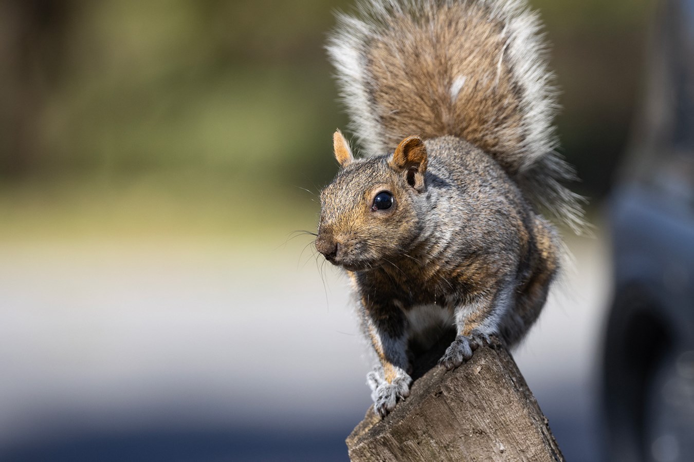 La perte de poils chez les écureuils, un phénomène fréquent