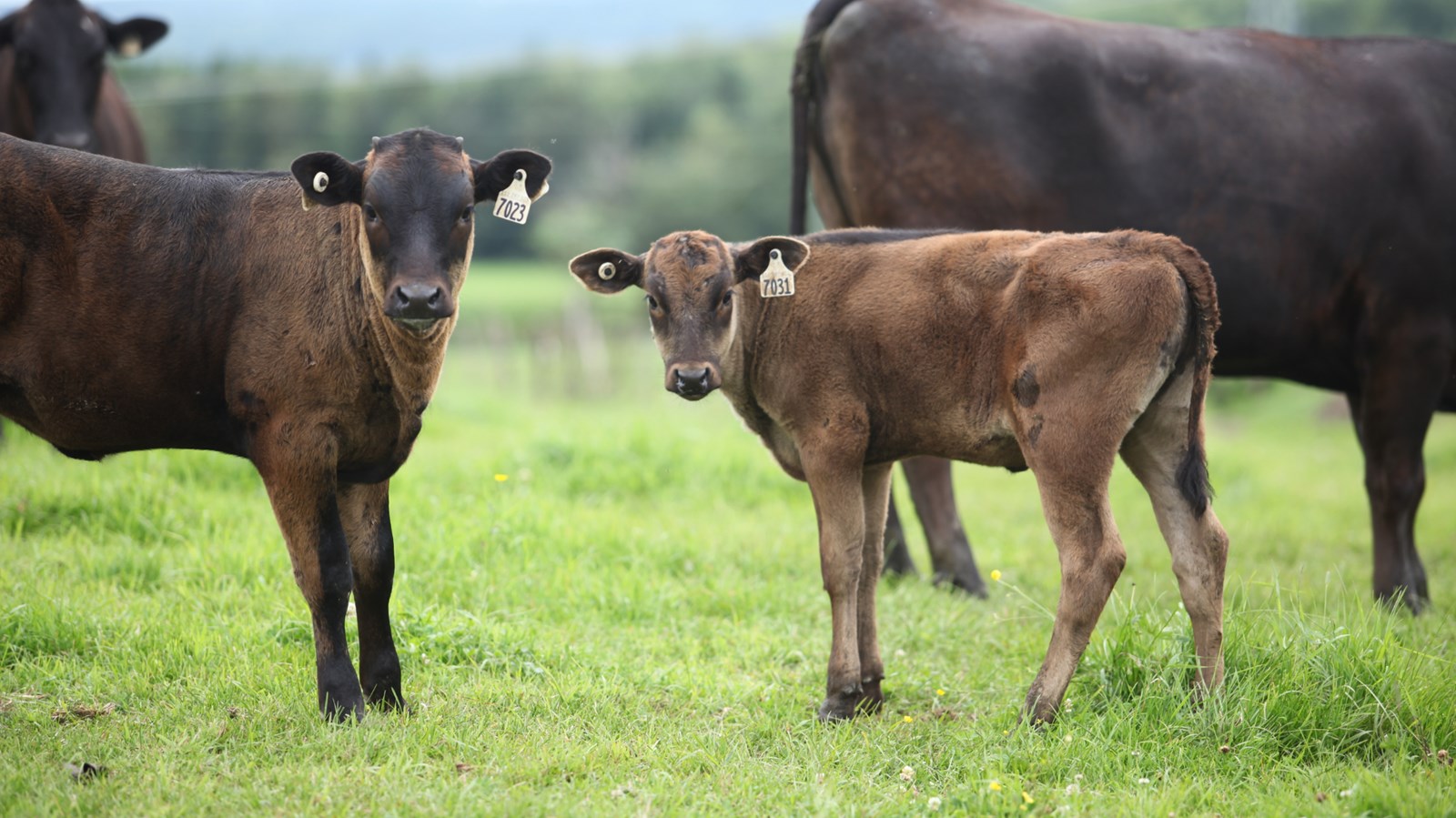 Trois fermes de Chaudière-Appalaches ouvrent leurs portes au public