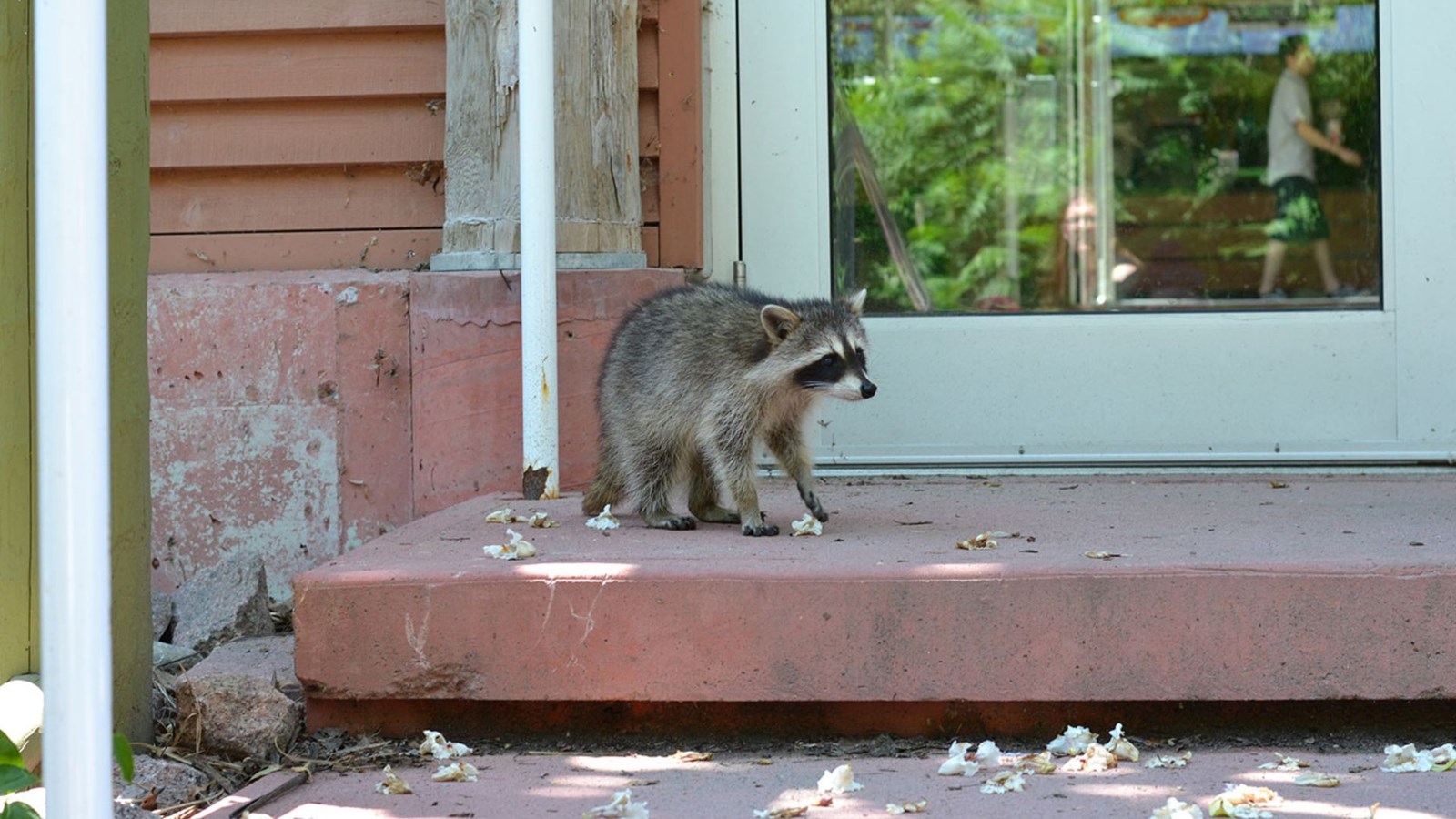 Comment cohabiter avec les animaux sauvages?