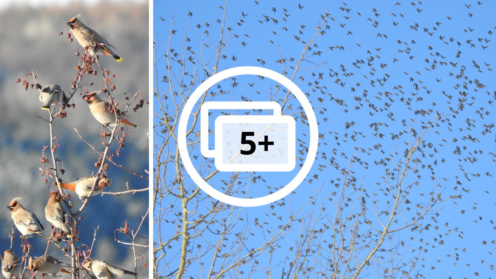 Des jaseurs boréaux à travers la lentille de Mario Doyon