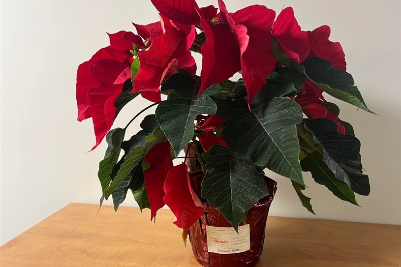 La Fondation Au Bercail relance la Campagne des poinsettias