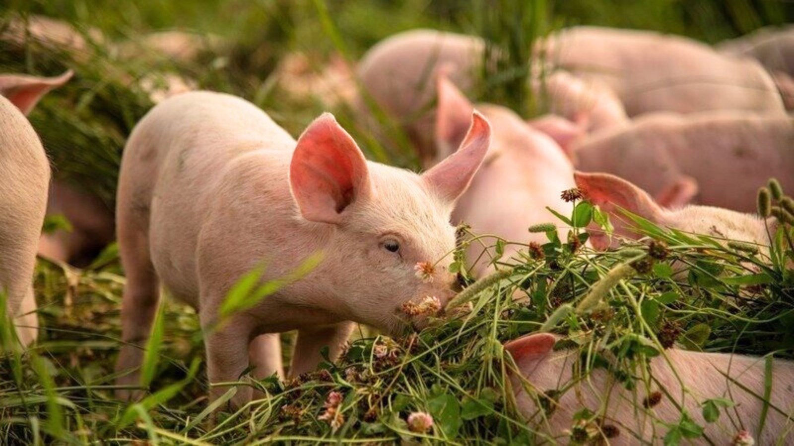 Mise en marché du porc au Québec: duBreton lance une pétition pour sortir du plan conjoint