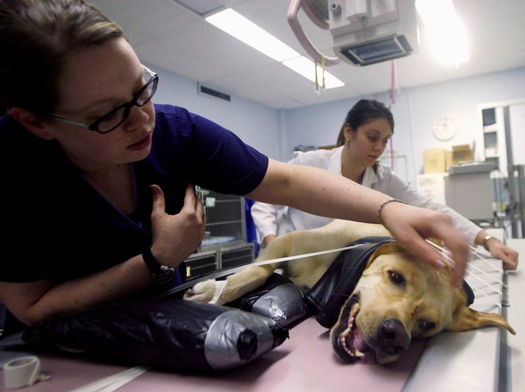 Les chirurgies non essentielles sur les animaux domestiques sont désormais interdites