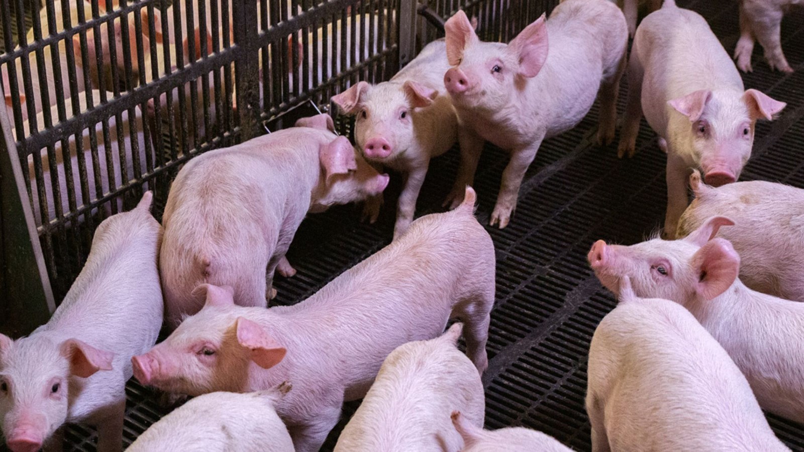 Lettre ouverte aux producteurs de porcs pour la préservation du Grand lac Saint-François  