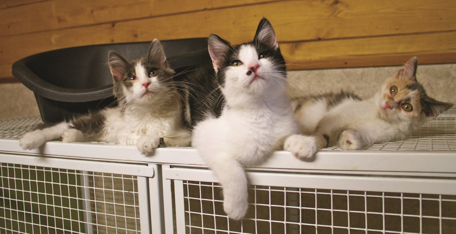 L'animalerie Mondou lance sa campagne de financement pour les refuges