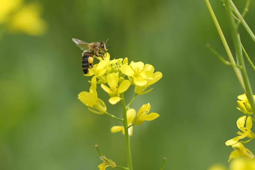 Les changements climatiques menacent les pollinisateurs, prévient une étude