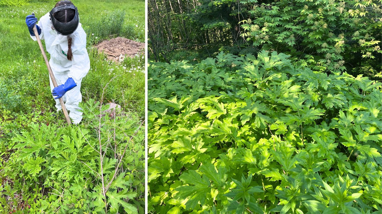 Berce du Caucase: la lutte, toujours pertinente en Chaudière Appalaches 