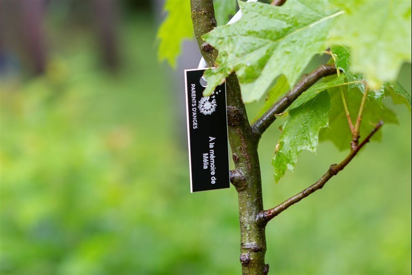 Trente arbres à planter dans le Boisé des Anges