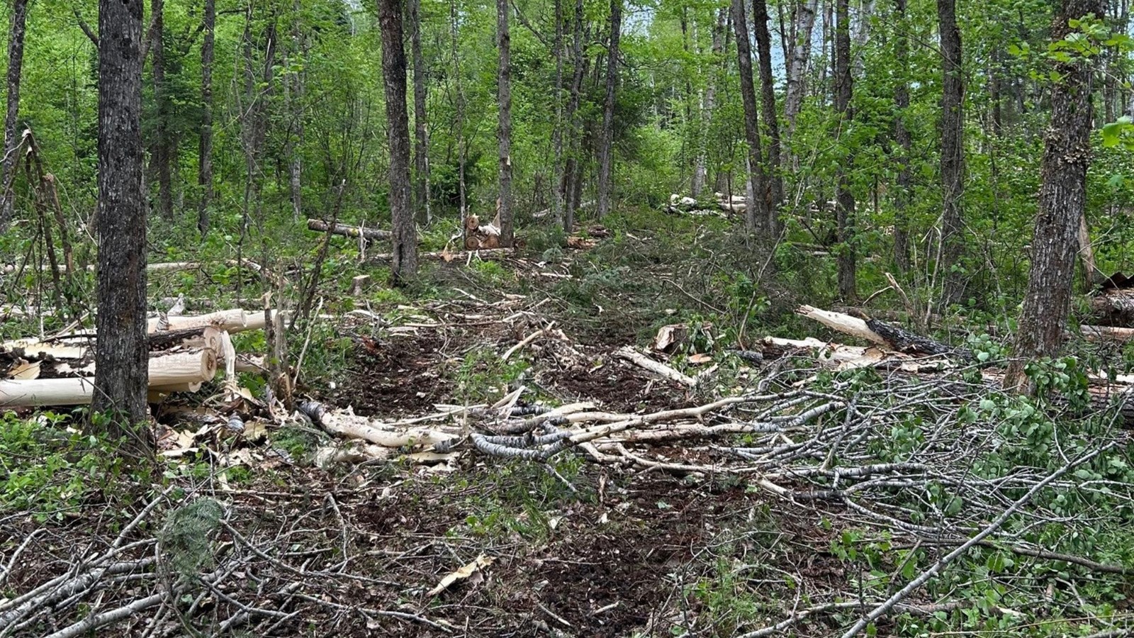 Coupe forestière dans le rang Chaussegros: Saint-Simon-les-Mines fait une mise au point