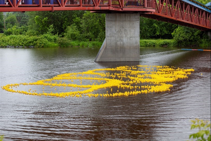 Petits canards: pas de grande course mais maintien du tirage