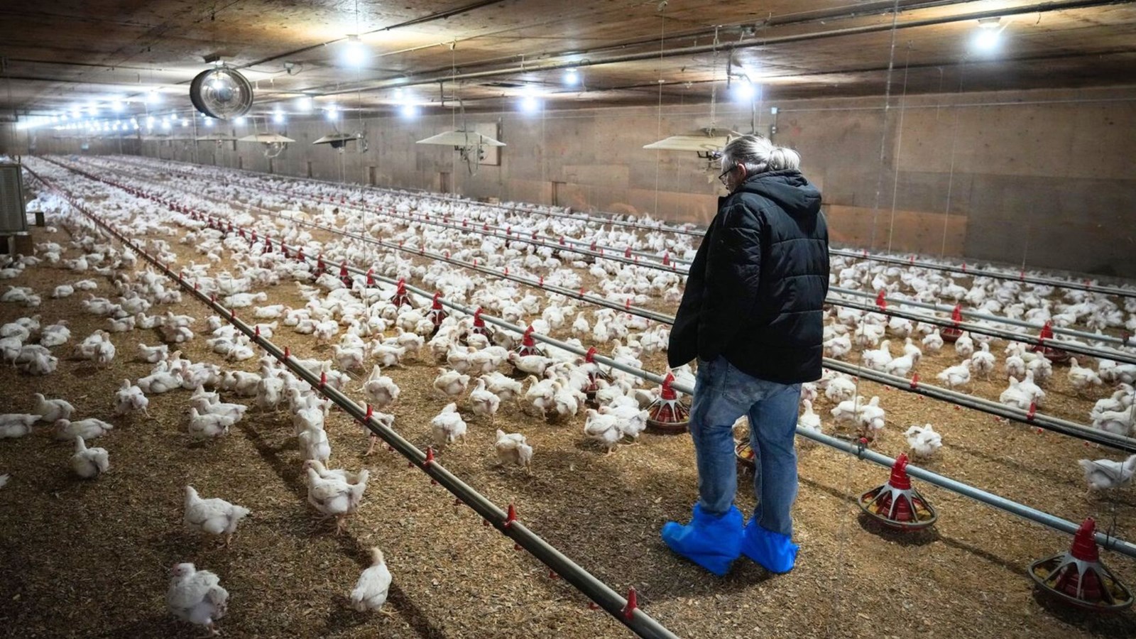 La grippe aviaire a laissé des séquelles aux producteurs du Québec