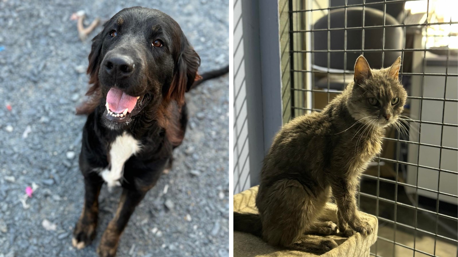 Passeport Animal lance une cagnotte pour ouvrir plus rapidement 