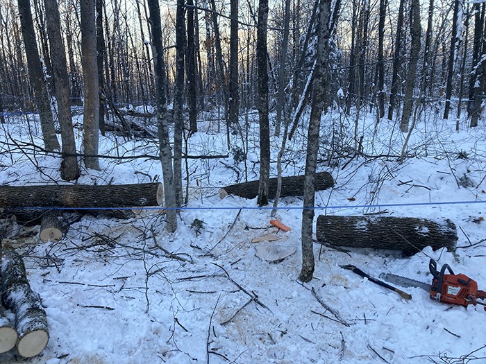Conclusions de la CNESST concernant le décès de l'homme écrasé par un arbre