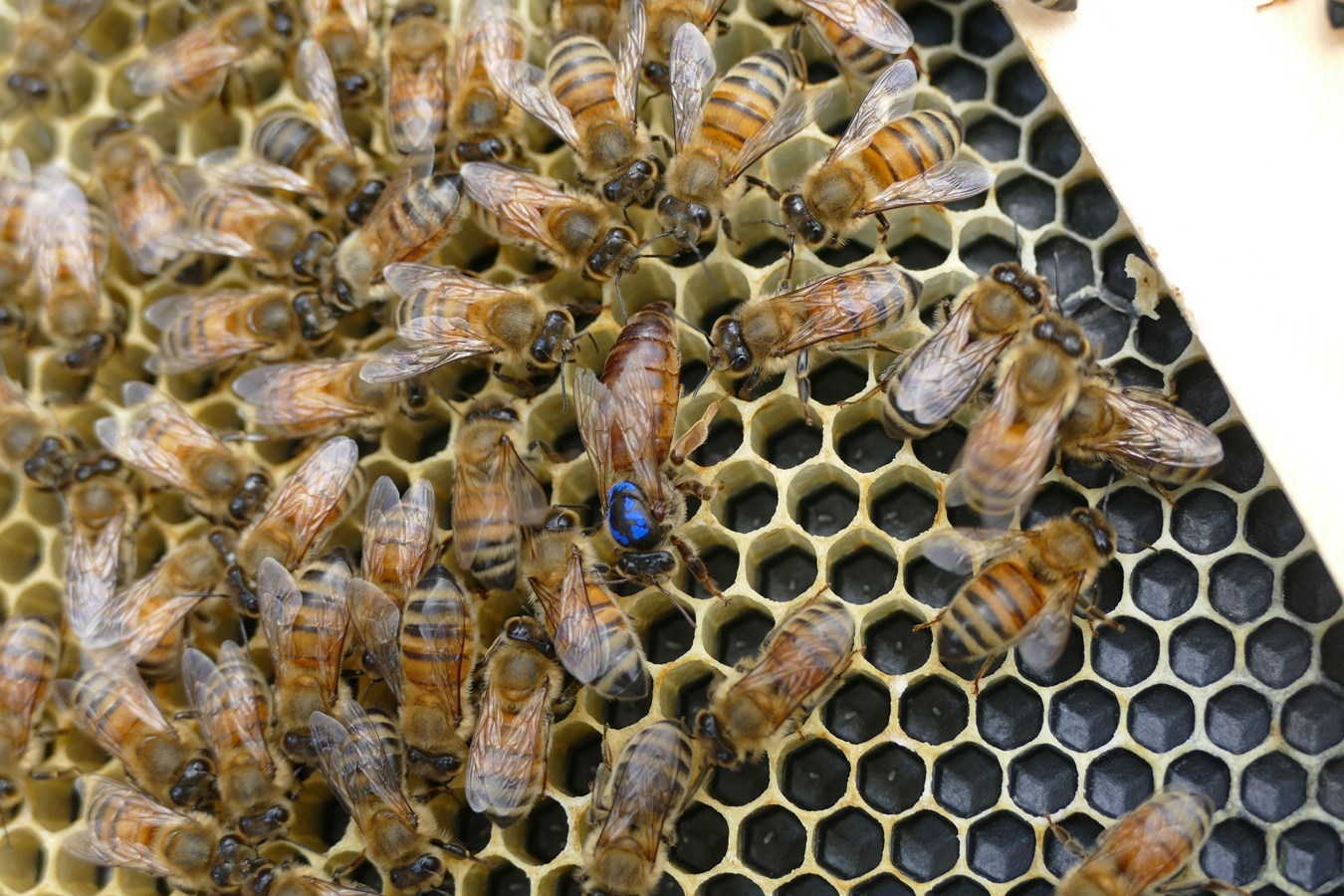 Bilan de mi-saison en assurance récolte en Chaudière-Appalaches