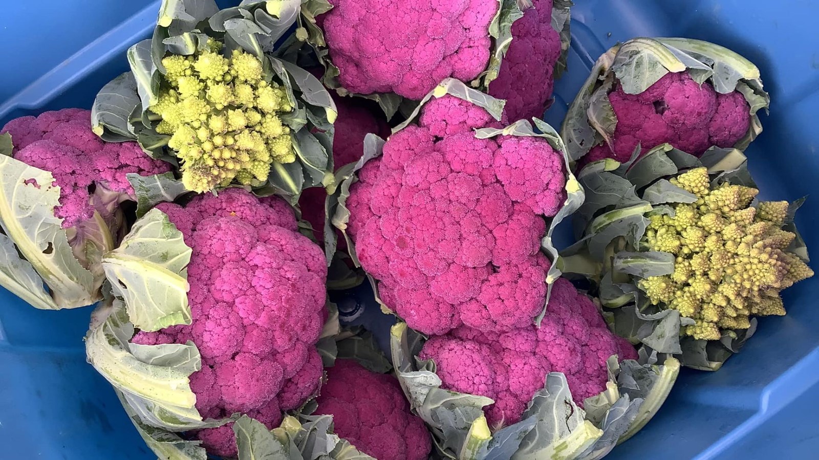 Portes ouvertes dans quatre fermes de la Chaudière-Appalaches