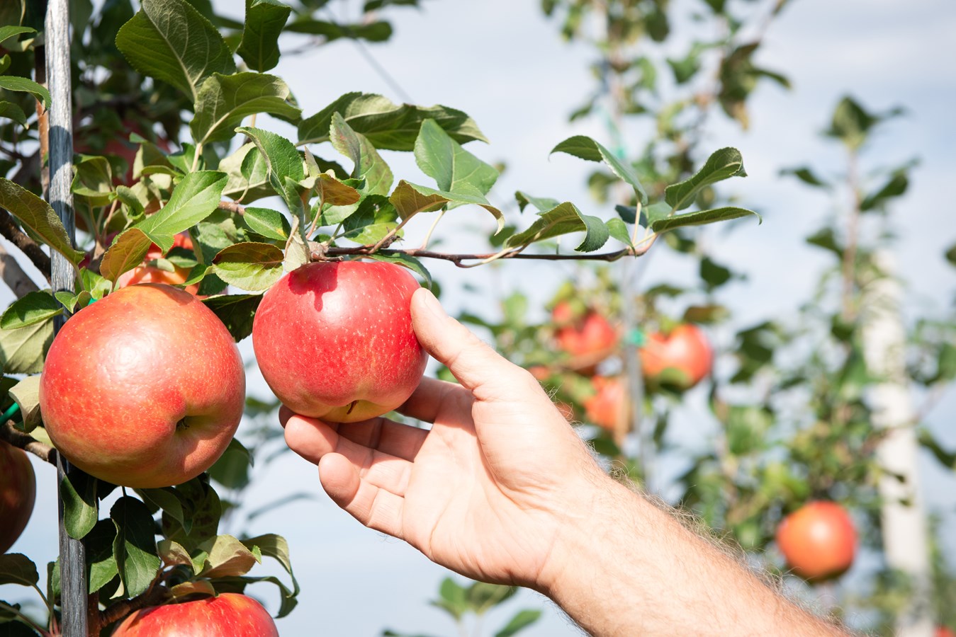La saison des pommes est lancée en Chaudière-Appalaches