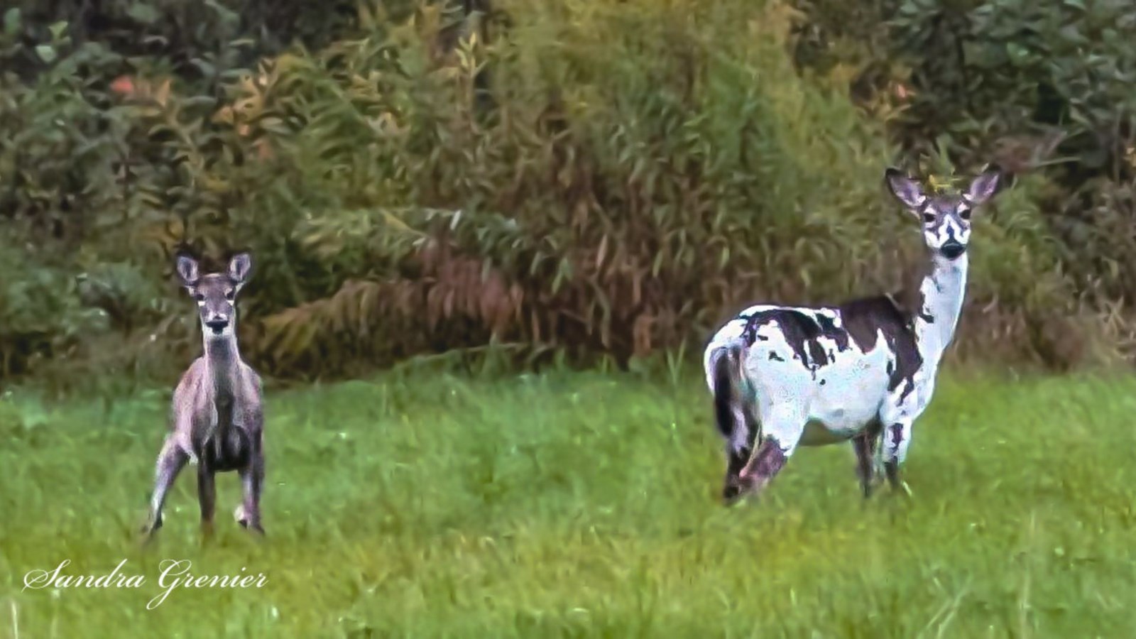 Un «chevreuil-pie» photographié à Saint-Ludger