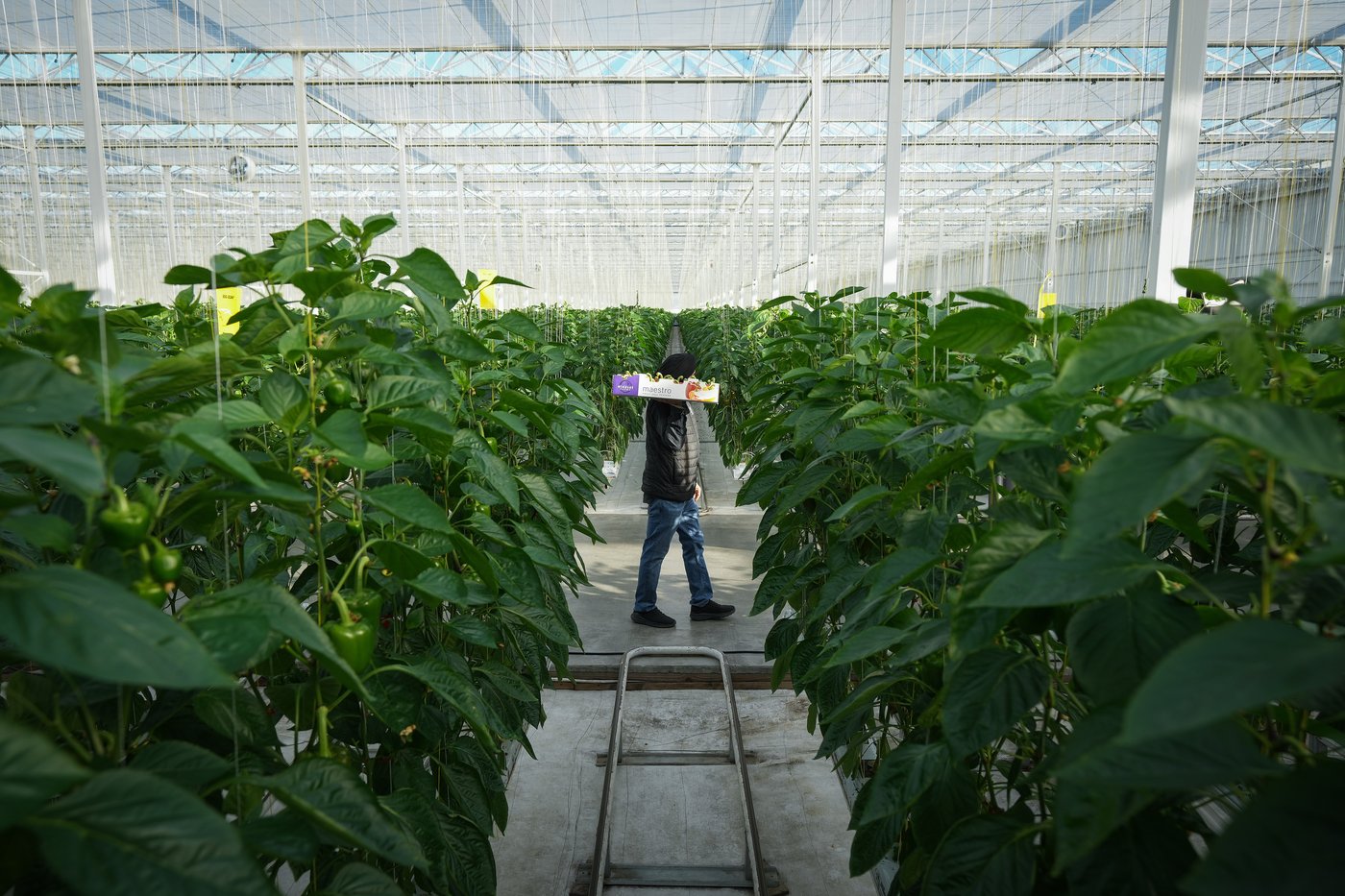 On doit mieux former les producteurs agricoles pour réduire l’insécurité alimentaire