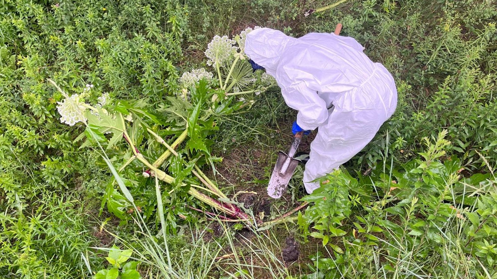 L'éradication de la berce du Caucase est en nette progression depuis trois ans