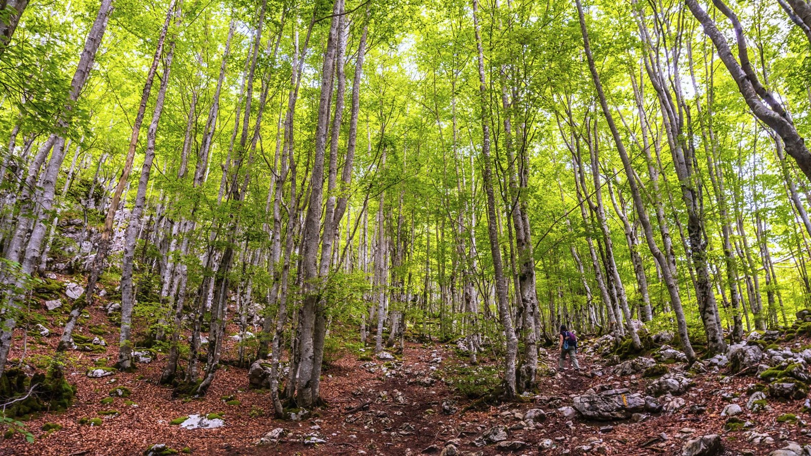Colloque régional sur les forêts durables