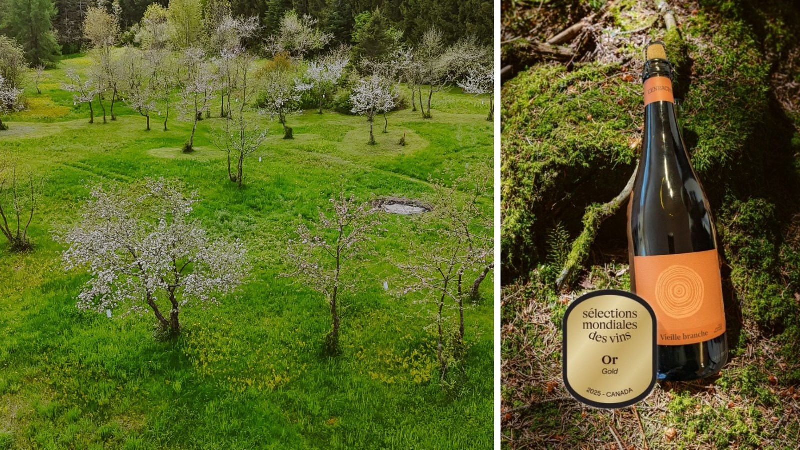 Vieille Branche 2023: un cidre beauceron médaillé d’or