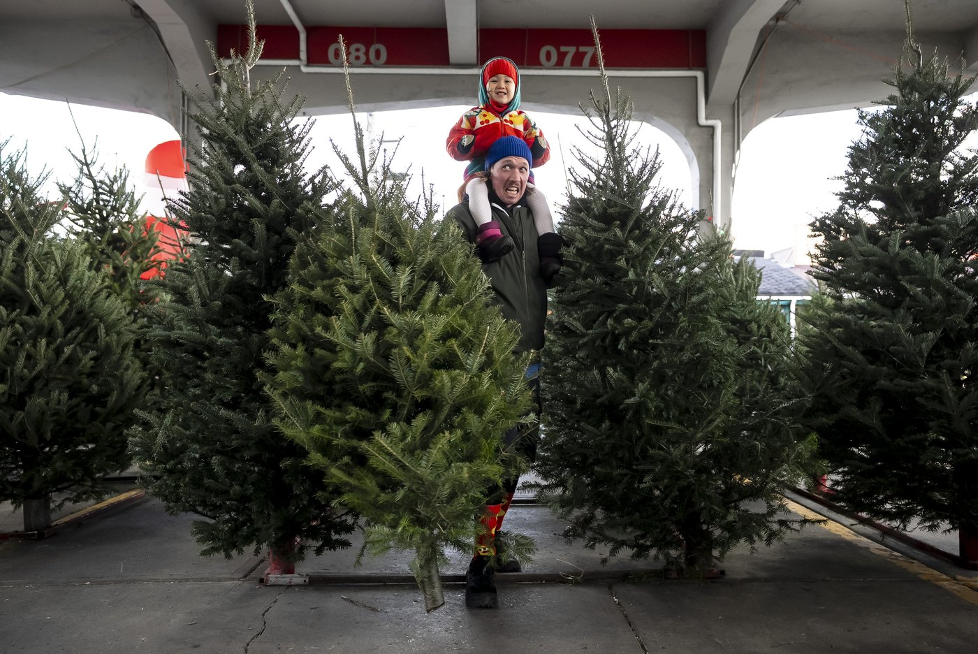 Les sapins de Noël en forte demande cette année