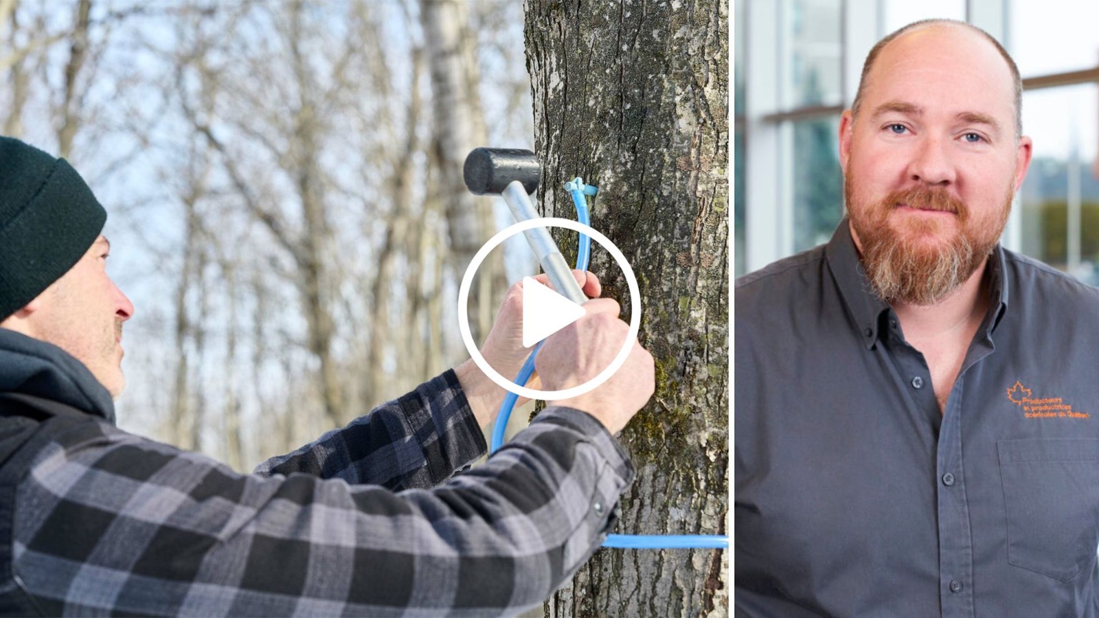 Entailles en forêt publique: les producteurs acéricoles appellent à la mobilisation