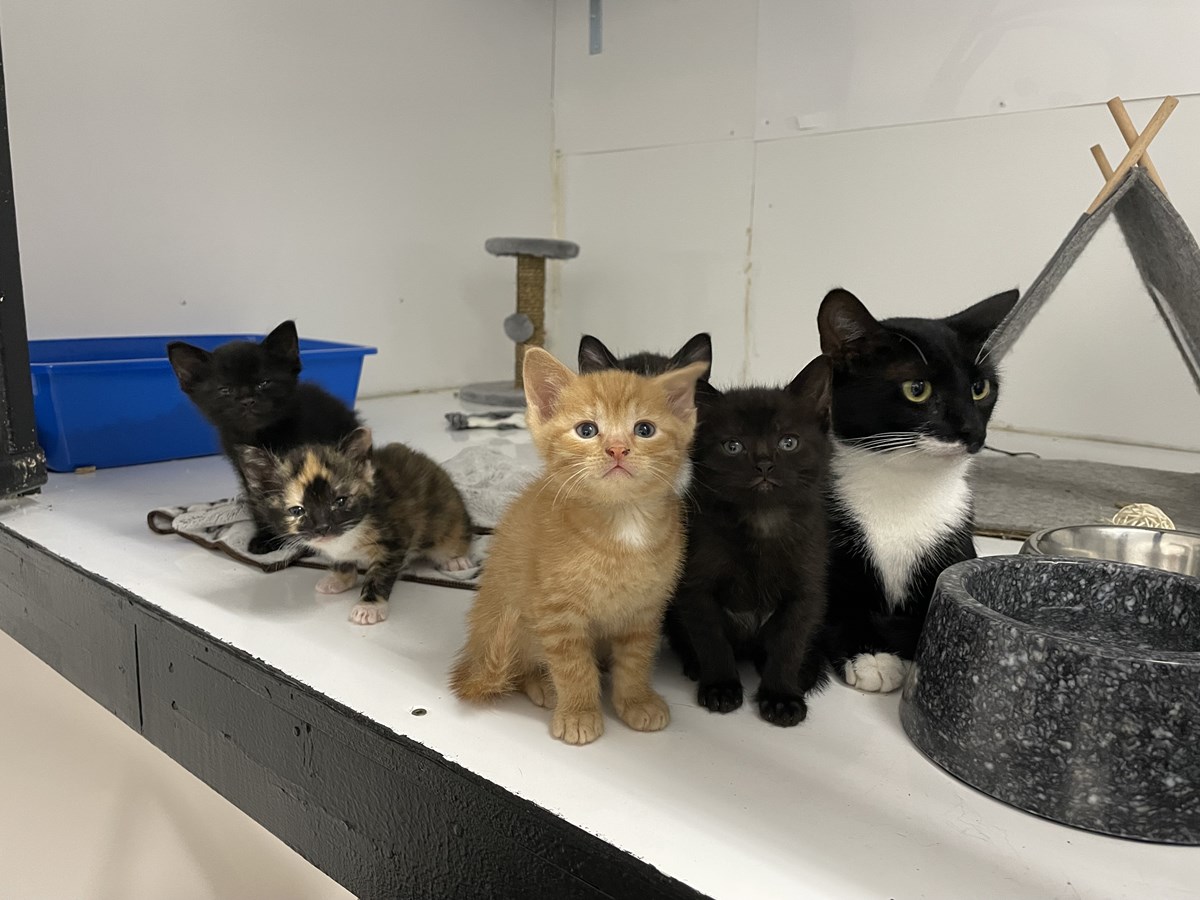Saint-Gédéon-de-Beauce met en place un programme de stérilisation des chats errants