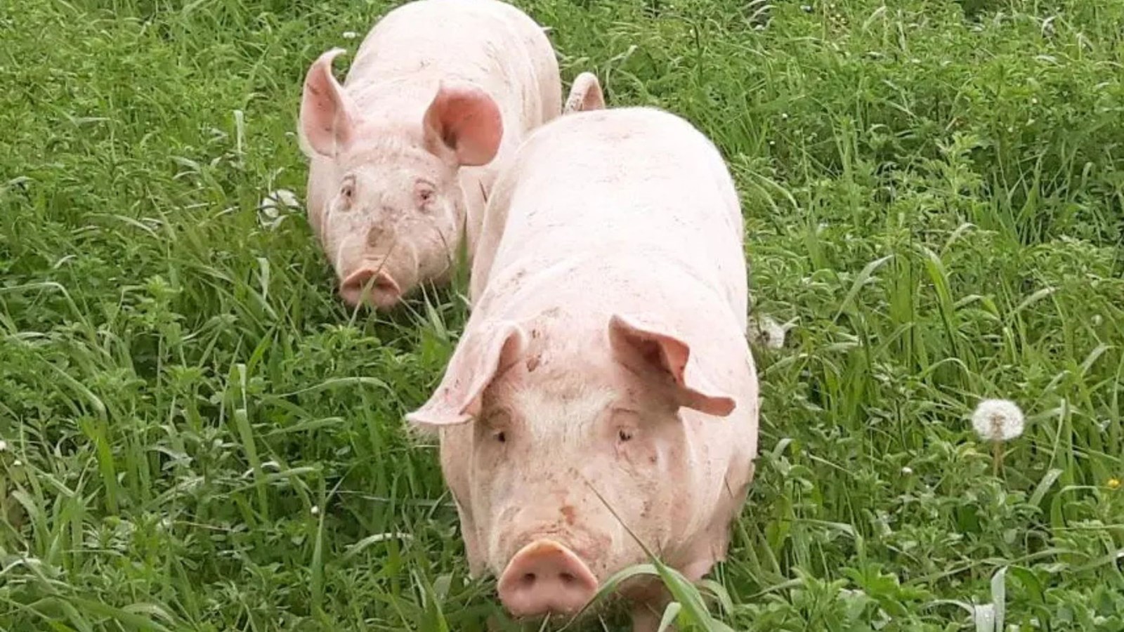 Plan de retrait des producteurs de porc: «un non-sens» dénonce duBreton