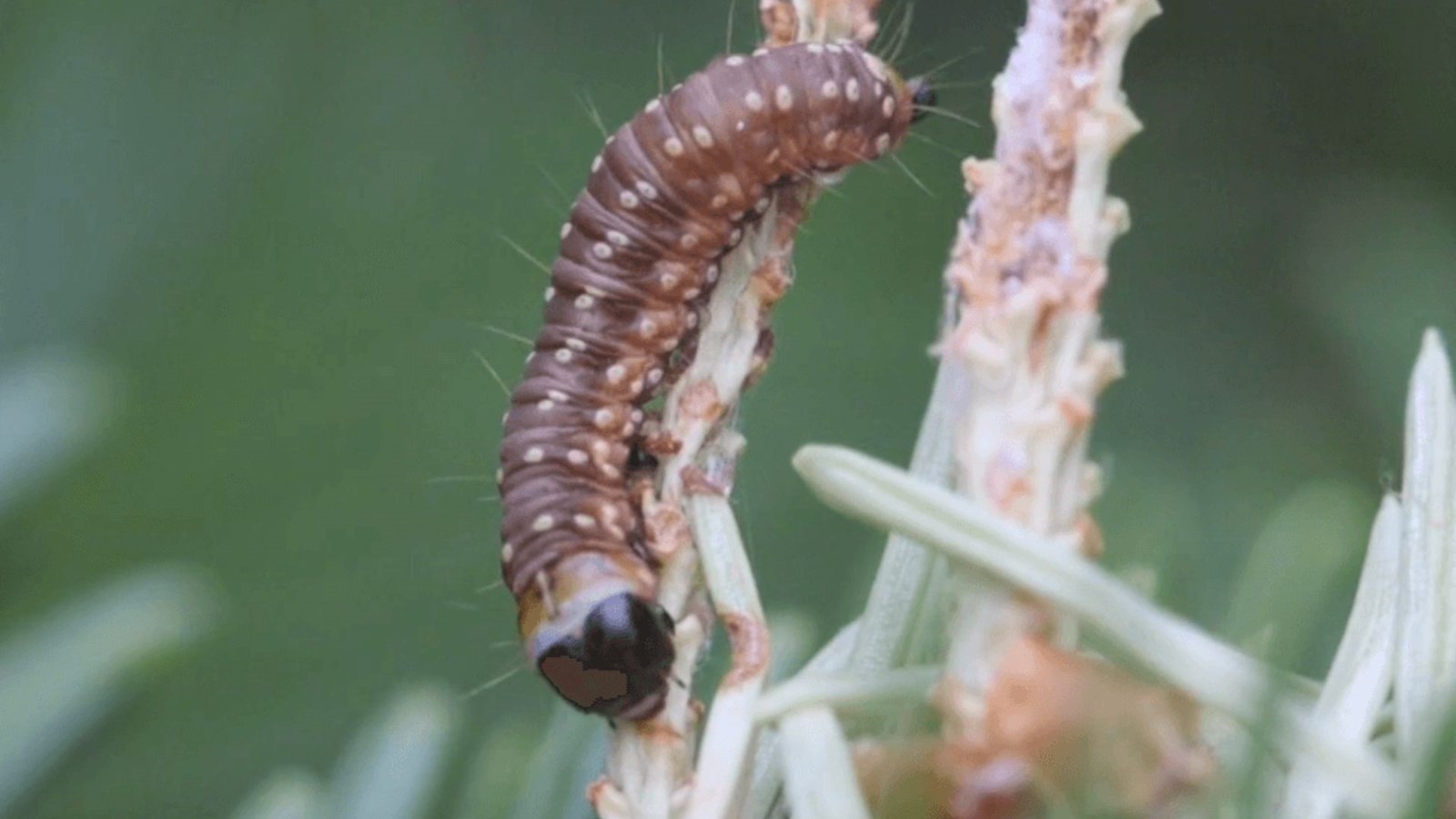 Des investissements pour lutter contre l'épidémie de la tordeuse des bourgeons de l'épinette