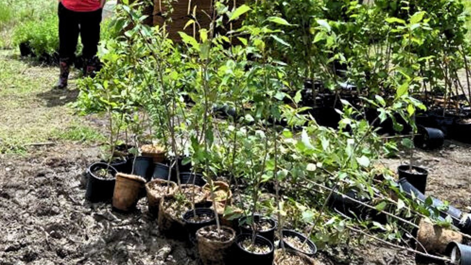 Plantation à Beauceville: dernier appel aux bénévoles