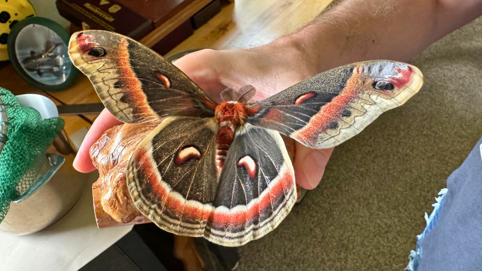 Un rare papillon géant observé à Saint-Georges
