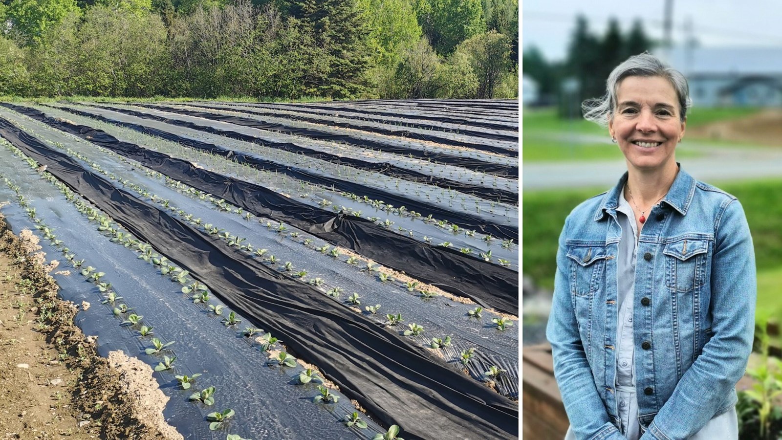 Production maraîchère: un bon deux semaines de retard