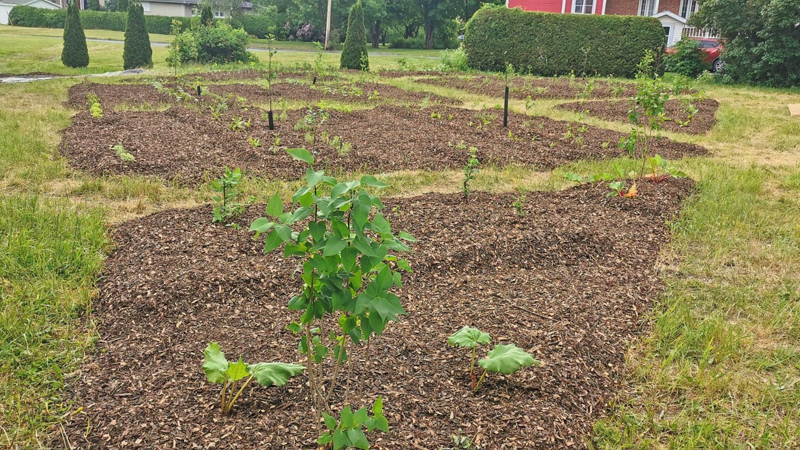 Il reste encore 3 000 arbustes à planter à Beauceville