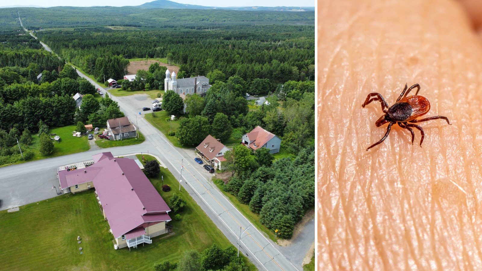 Saint-Hilaire-de-Dorset reconnue zone endémique pour la maladie de Lyme