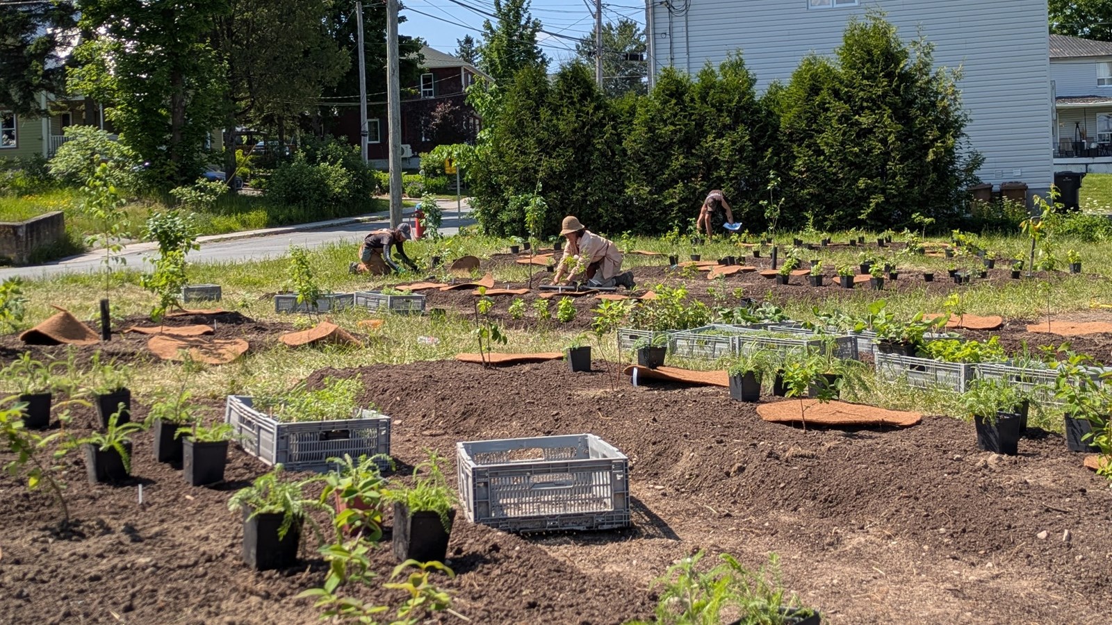Beauceville plante 5000 arbres pour sa première campagne de reboisement