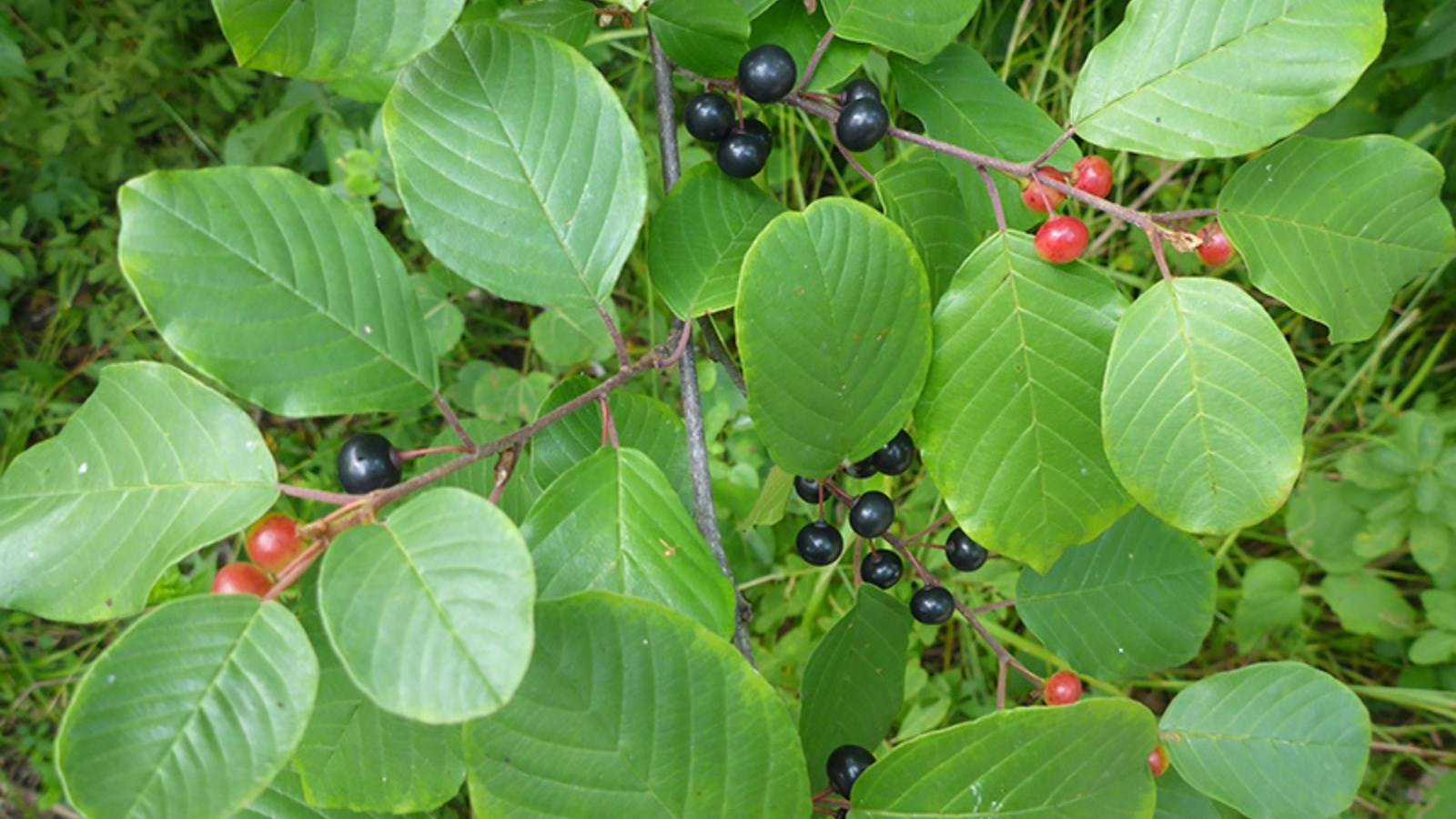 Lutte aux nerpruns envahissants: Chaudière-Appalaches se prépare