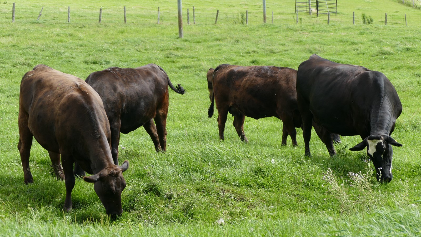 La Ferme Paraduc inc. ouvre ses portes au public le 7 septembre prochain