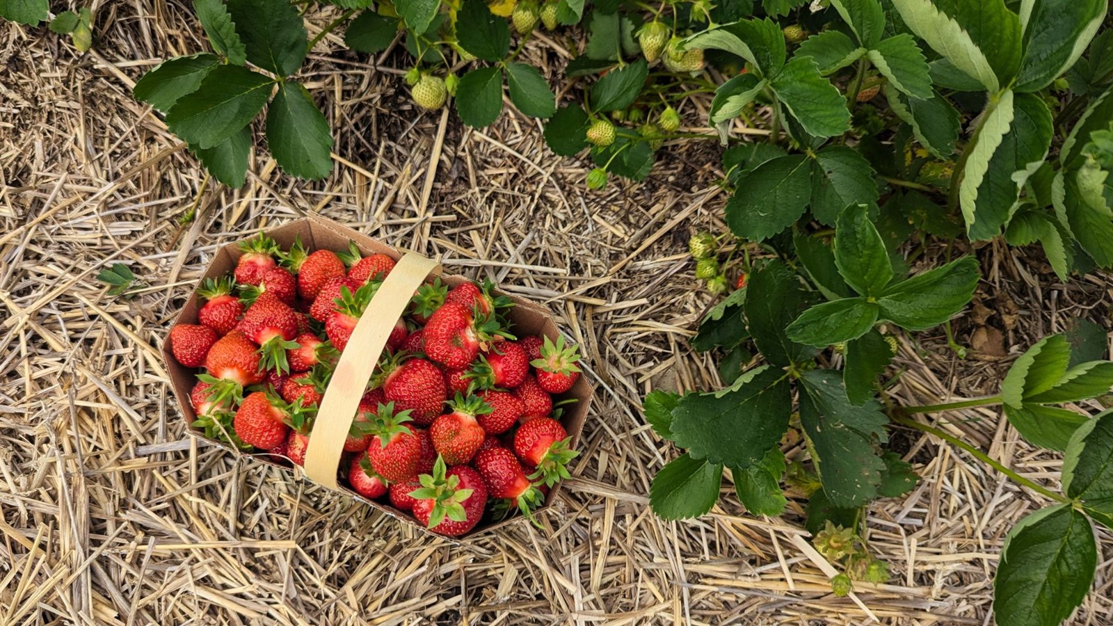 La pluie a influencé la saison des fraises en Beauce
