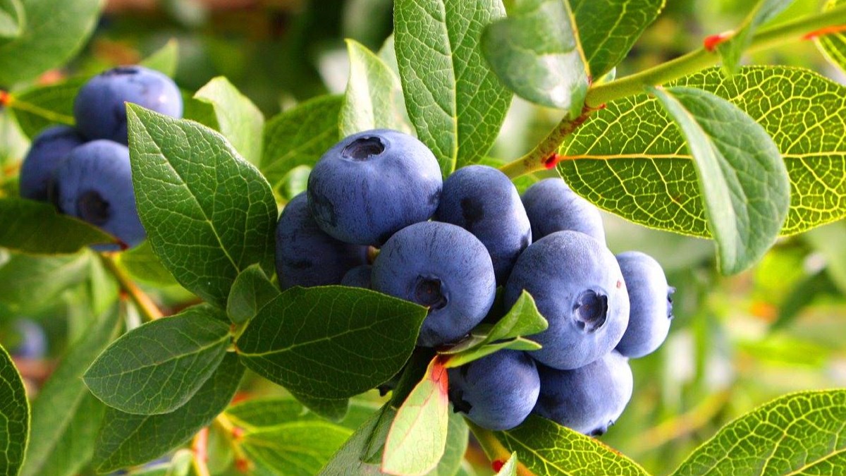 Début de la saison du bleuet : le regroupement régional devient Bleuet Corymbe Québec