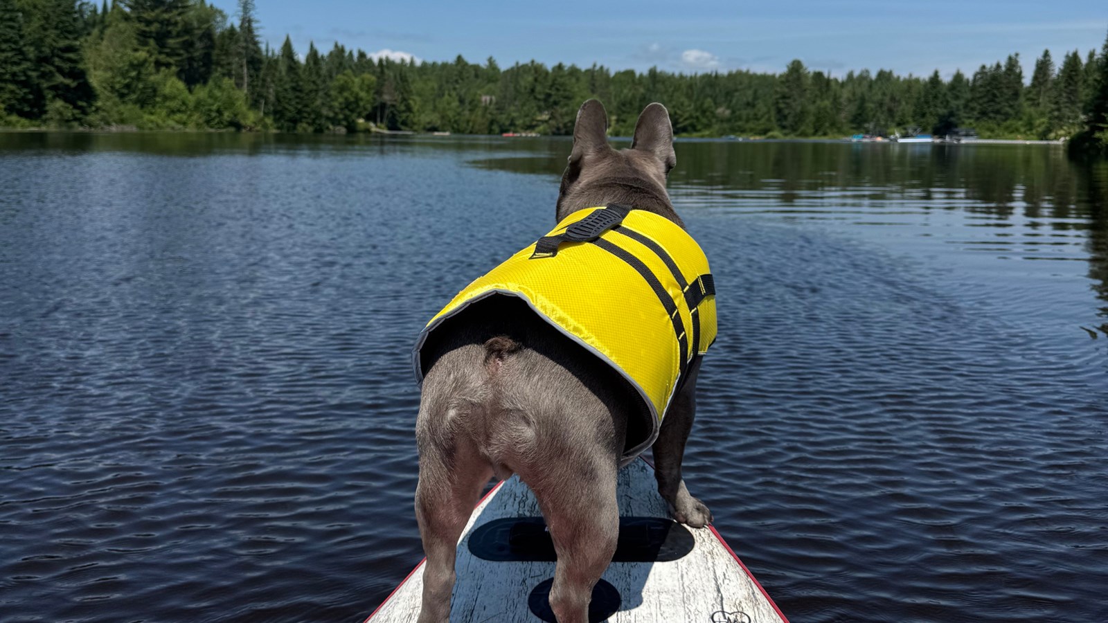 Dix idées de promenade en nature dans la région avec son chien