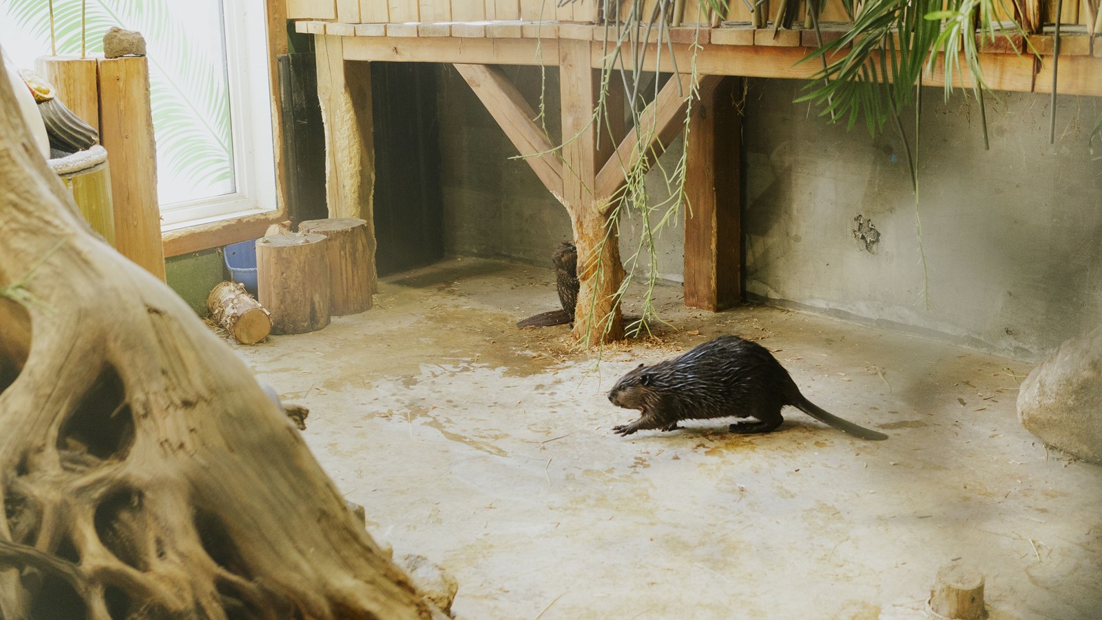 Chaque citoyen peut participer à la réhabilitation des animaux