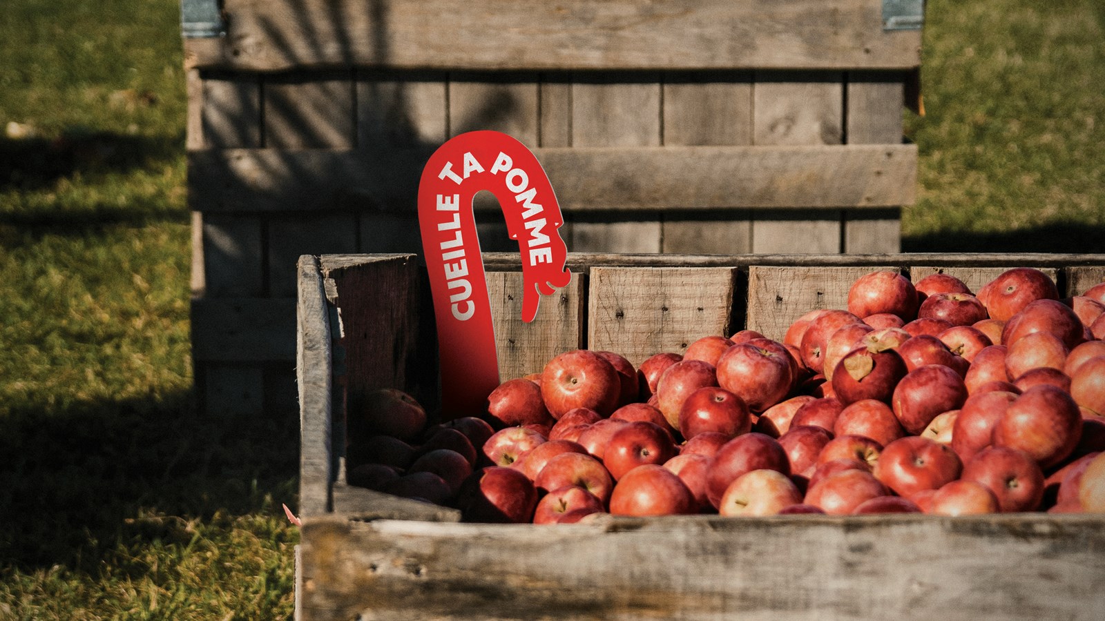 Cueille ta pomme : invitation à savourer l’automne en Beauce
