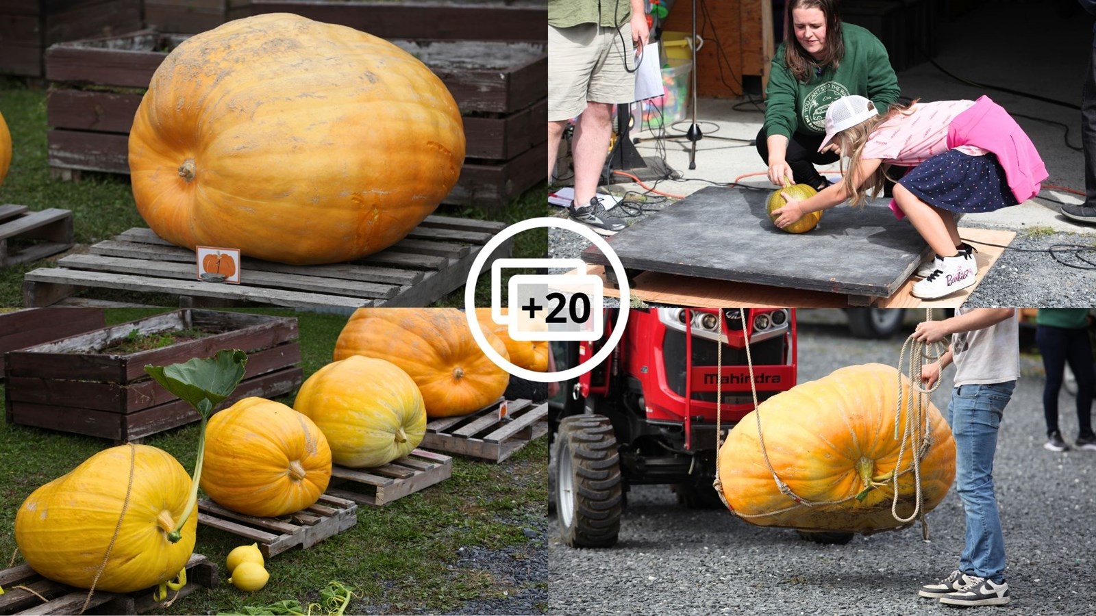 Des récoltes en grand à Saint-Zacharie pour le Festival de la Grosse Orangée
