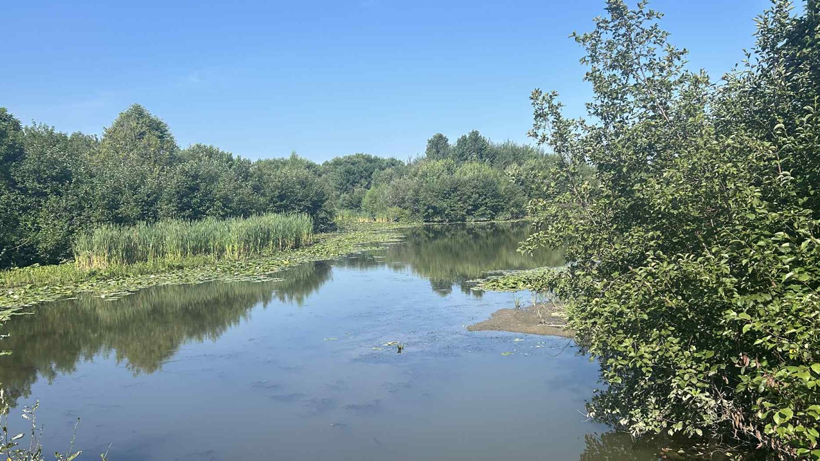 Le myriophylle à épis progresse dans un marais à Sainte-Marie