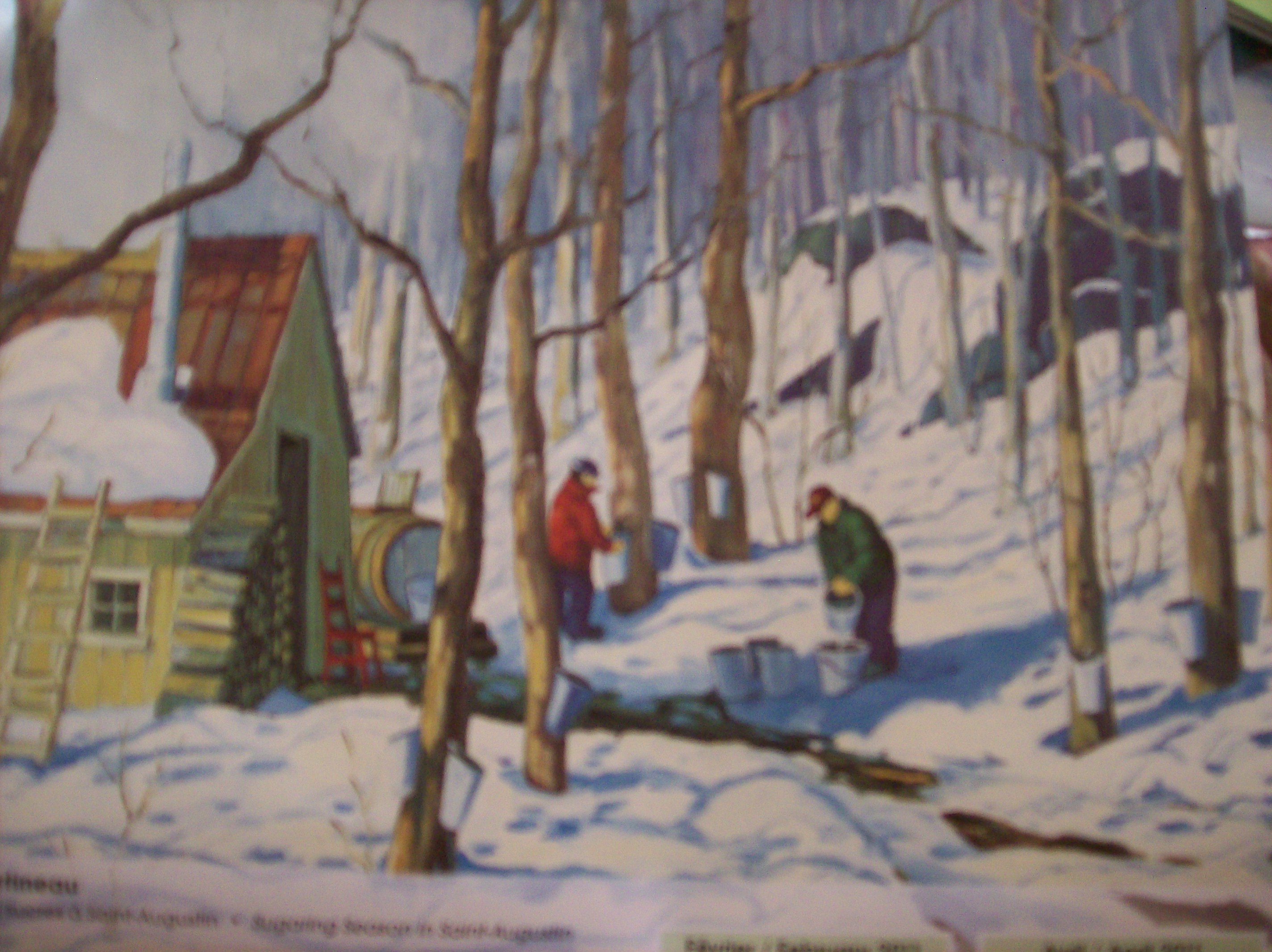 Cueillette d'eau d'érable